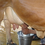 Milk a cow!!