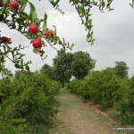 Pomegranate Orchards in Govindnagar 
