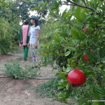 Pomegranate Orchards in Govindnagar 