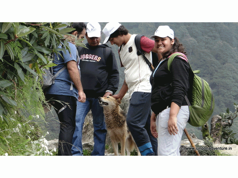 Junoon Adventure - Dogs of Triund Indrahaar Pass