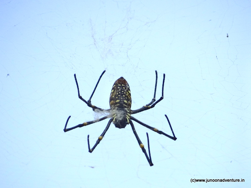 Spiders in Kathotiya - Junoon Adventure