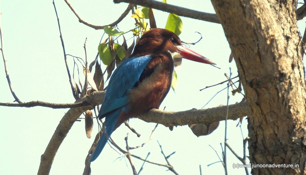 White Throated Kingfisher - Bird Watching in Bhopal with Junoon Adventure