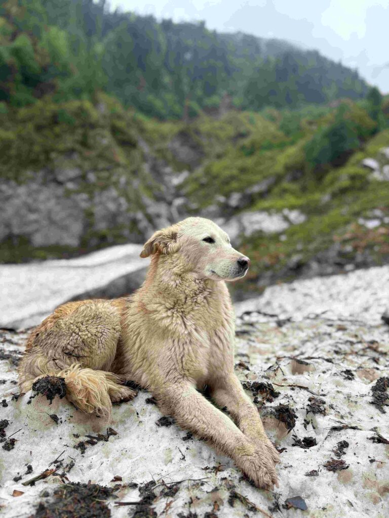 Himalayan Trek to Dhar Kalga Pattan - Rohru